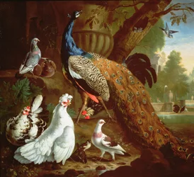 En påfågel i ett klassiskt landskap, 1719