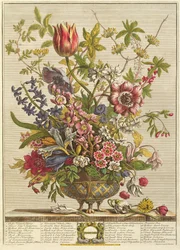 Februari, från `Twelve Months of Flowers