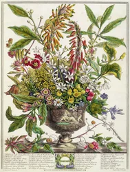 januar, fra `Twelve Months of Flowers