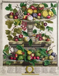 Juni, från "Twelve Months of Fruits", av Robert Furber (ca 1674-1756), graverad av Henry Fletcher, 1732 (färggravyr).