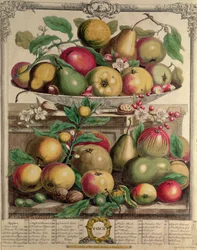 Mars, från "Twelve Months of Fruits", av Robert Furber (ca 1674-1756) graverad av Henry Fletcher, 1732 (färgstick)