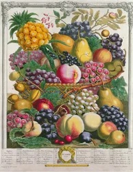 Oktober, från "Twelve Months of Fruits", av Robert Furber (ca 1674-1756) graverad av Henry Fletcher, 1732 (färgstick)