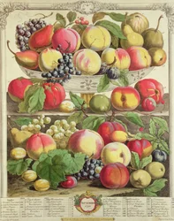 September, från "Twelve Months of Fruits", av Robert Furber (ca 1674-1756) graverad av Henry Fletcher, 1732 (färgstick)