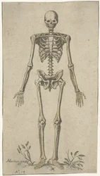 Manligt skelett, sett framifrån Anatomiska studier (serietitel)