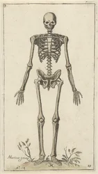 Manligt skelett, sett framifrån Anatomiska studier (serietitel)