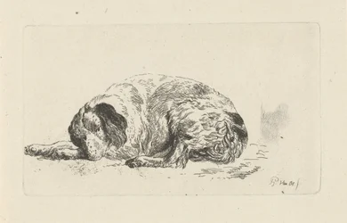 Liggande hund