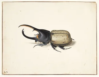 In herkulesbille (dynastes hercules)