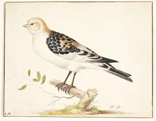 I snespurv (plectrophenax nivalis)
