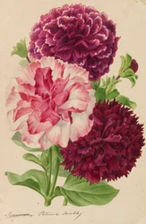 Original från trädgårds- och trädodlingspublikationer, 1878-1881.