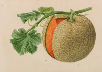 Original från trädgårds- och trädodlingspublikationer, 1878-1881.