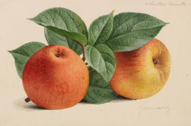 Original från trädgårds- och trädodlingspublikationer, 1878-1881.