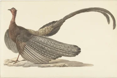 Argus fasan
