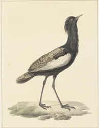 Bardatrap (Eupadatis bengalensis / Haubropsis bengalensis)