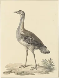 Denhams trap (Neotis denhami)