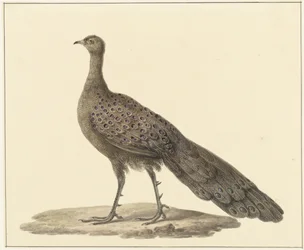 Spegelpåfågel