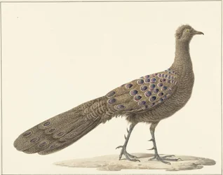 Spegelpåfågel