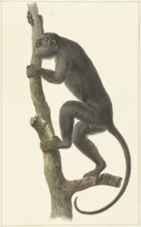 Svart vrålapa (Paraguay)