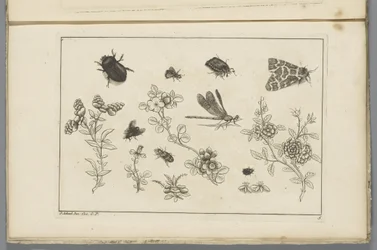Blomma grenar med insekter Kinesiska blommor och insekter (serietitel)