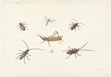 Ett ark med sju olika insekter Ark med sju olika insekter