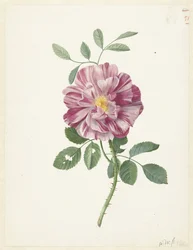Gallisk ros (Rosa gallica L. 