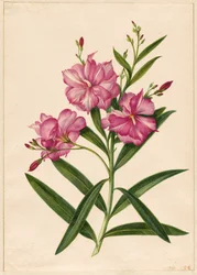 Lila oleander