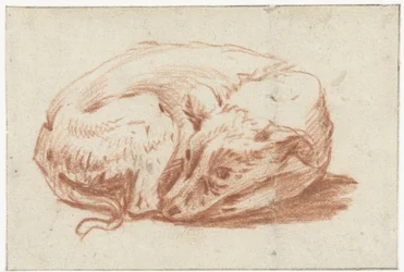 Liggande hund
