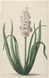 Blommande hyacint