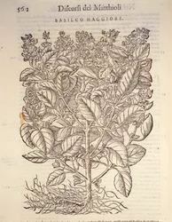 Basilika (ocymum basilicum), gravyr av Pier Andrea Mattioli