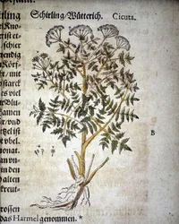 Hemlock - I Mattioli-herbariet.