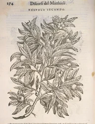 Medlar (Mespilus germanica), gravyr av Pier Andrea Mattioli