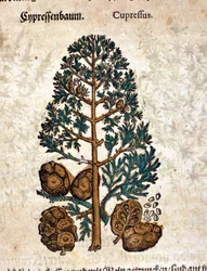 Cyberkon. Gravyr - i "" Kreutterbuch Dess mycket lärde och välkände Mr. D. Petri Andreae Matthioli"" av Pietro Andrea Mattioli (Matthiole) (1500-1577). Frankfurt