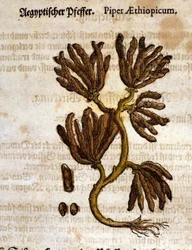 Etiopien peppar. Gravyr - i "" Kreutterbuch Dess högt lärde och välkände Mr. D. Petri Andreae Matthioli"" av Pietro Andrea Mattioli (Matthiole) (1500-1577). Frankfurt