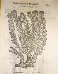 Gyllene rot eller rosenrot (Rhodiola rosea), gravyr av Pier Andrea Mattioli