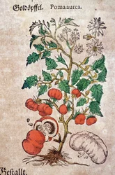 Herbarium: botanisk planoma aureache som representerar en tomatplanta (Caulis floridus). Gravyr i "Kreutterbuch des hochgelehrten und farfamousen Herr D. Petri Andreae Matthioli"" av Pietro Andrea Mattioli (Matthiole)