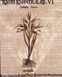 Herbarium: havre. Gravyr - i "" Kreutterbuch Dess mycket lärd och välkänd Mr. D. Petri Andreae Matthioli"" av Pietro Andrea Mattioli (Matthiole)