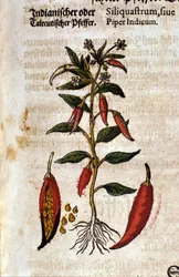 Indisk peppar. Gravyr - i "" Kreutterbuch Dess högt lärde och välkände Mr. D. Petri Andreae Matthioli"" av Pietro Andrea Mattioli (Matthiole) (1500-1577). Frankfurt
