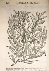 Laurel (Laurus), gravyr av Pier Andrea Mattioli