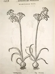 Narcissus, gravyr av Pier Andrea Mattioli
