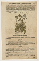 Pfaffenrorle, från Commentarii in Sex Libros Pedacii Dioscoridis