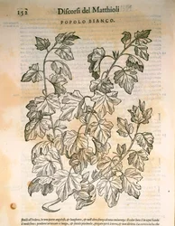 Poppel (Populus), gravyr av Pier Andrea Mattioli