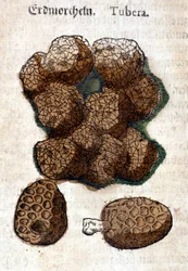 Potatis eller potatis. Gravyr - i "" Kreutterbuch Dess högt lärde och välkände Mr. D. Petri Andreae Matthioli"" av Pietro Andrea Mattioli (Matthiole) (1500-1577). Frankfurt