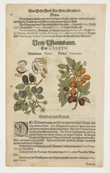 Katrinplommon, Von Pflaumbaum, från Commentarii in Sex Libros Pedacii Dioscoridis