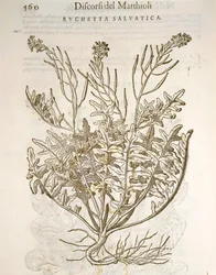 Raket eller ruccola (Eruca sativa), gravyr av Pier Andrea Mattioli