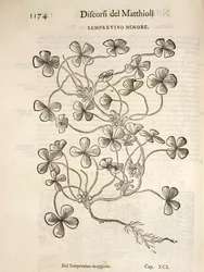 Sempervivum (Minor houseleek), gravyr av Pier Andrea Mattioli