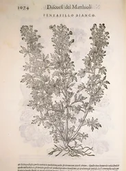 Silvergräs (Potentilla alba), gravyr av Pier Andrea Mattioli