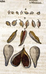 Kardemumman. Gravyr - i "" Kreutterbuch Dess högt lärde och välkände Mr. D. Petri Andreae Matthioli"" av Pietro Andrea Mattioli (Matthiole) (1500-1577). Frankfurt