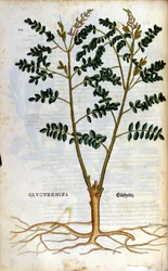 Lakritsen. Gravyr - i "" Kreutterbuch Dess högt lärde och välkände Mr. D. Petri Andreae Matthioli"" av Pietro Andrea Mattioli (Matthiole) (1500-1577). Frankfurt