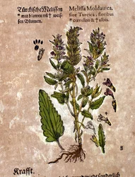 Melissan. Gravyr - i "" Kreutterbuch Dess mycket lärde och välkände Mr. D. Petri Andreae Matthioli"" av Pietro Andrea Mattioli (Matthiole) (1500-1577). Frankfurt