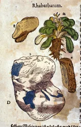 Rabarbern. Gravyr - i "" Kreutterbuch Dess högt lärde och välkände Mr. D. Petri Andreae Matthioli"" av Pietro Andrea Mattioli (Matthiole) (1500-1577). Frankfurt