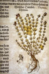 Timjan (Thymus) - I "The Mattioli Herbarium".